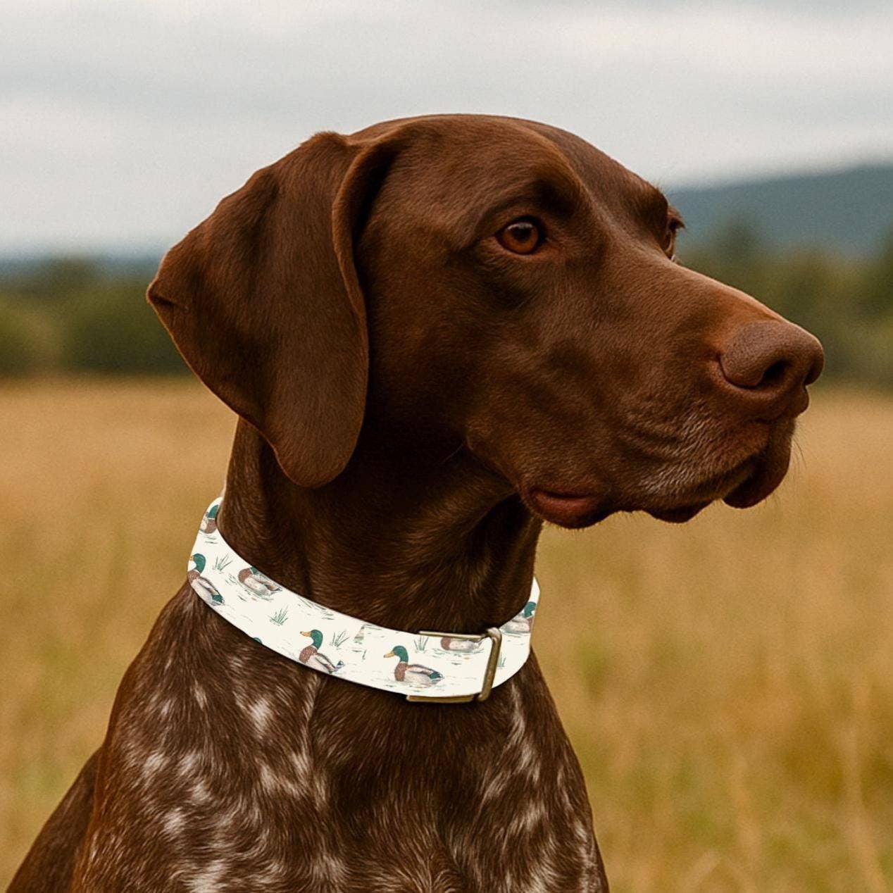 Mallard Duck Hunting Dog Buckle Collar