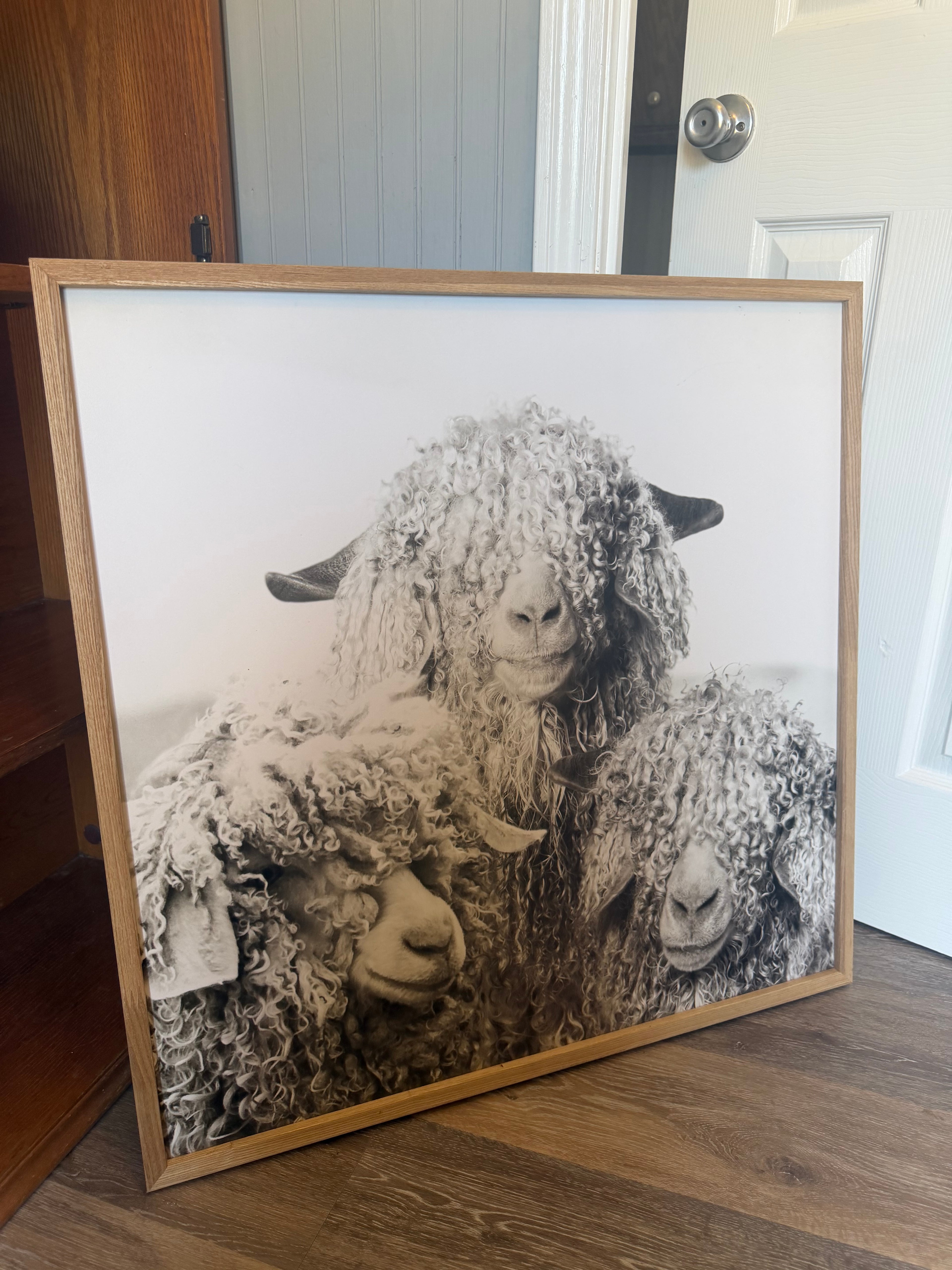 Three Wooly Sheep Framed Picture