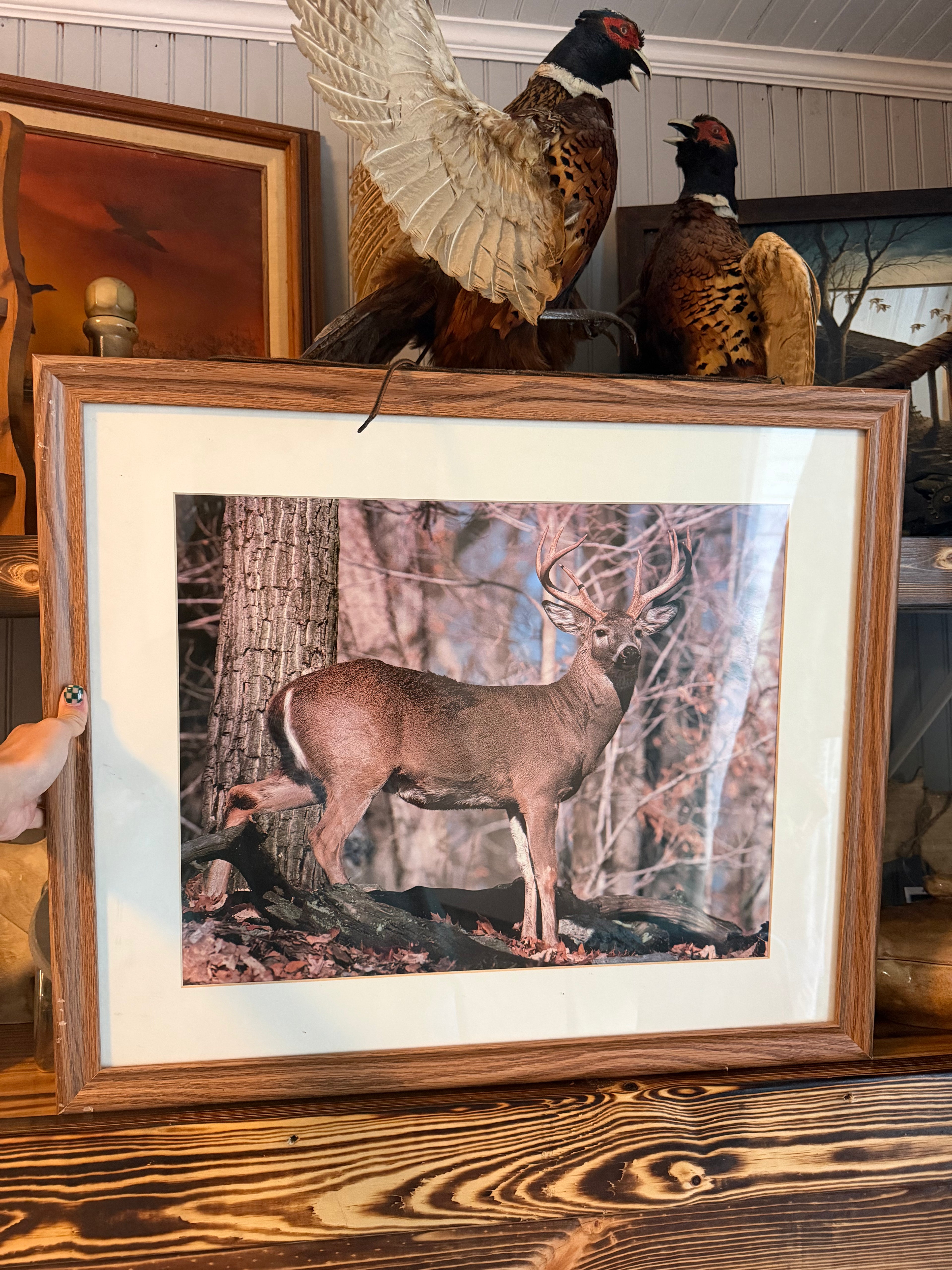 Framed Whitetail Buck