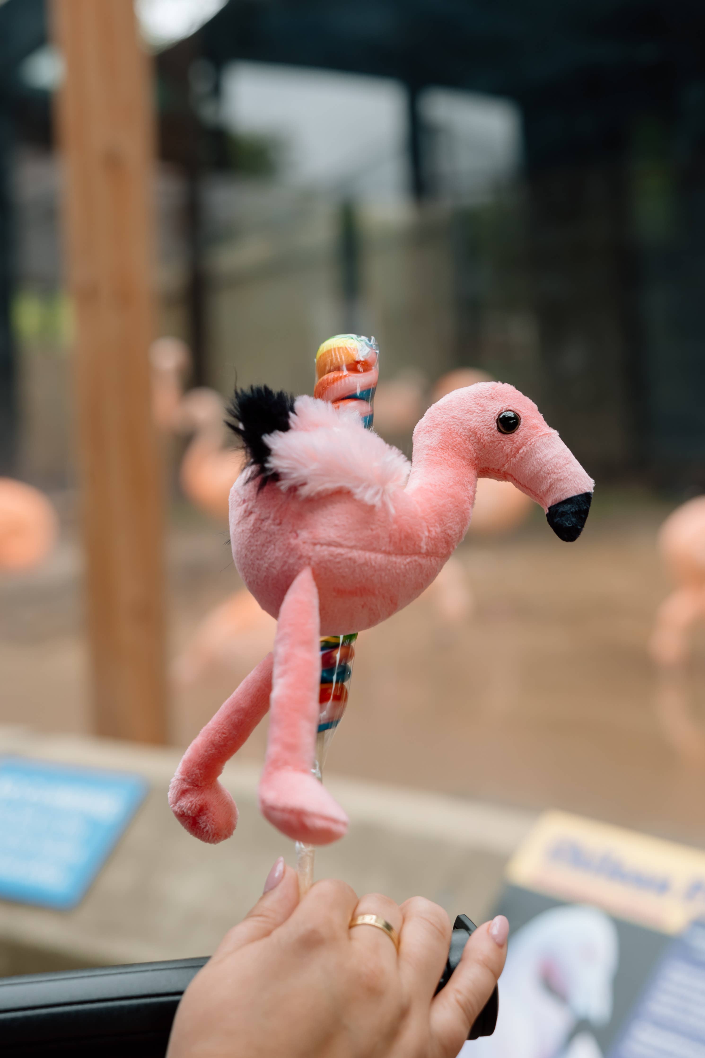 Pig On A Stick