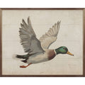 Dilly Duck Picture